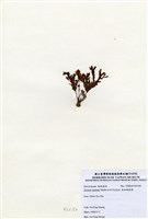 藏品(有柄褐扇藻)的圖片